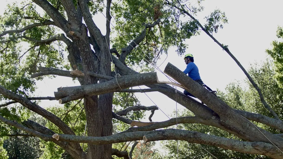 Professional Hazardous Tree Removal performed by certified arborists in Flanders