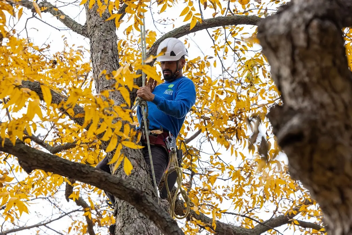 Skilled Tree Planing crew working in Flanders